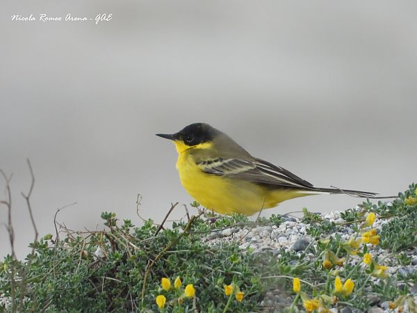 Cutrettola capinera  - Nicola Romeo Arena