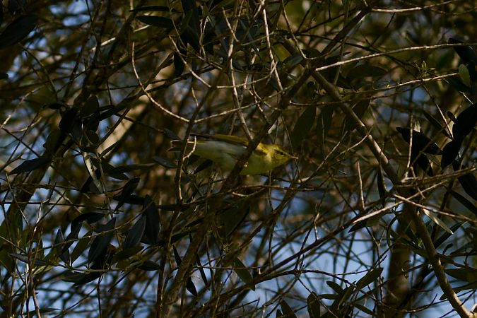 Luì verde  - Riccardo Errico