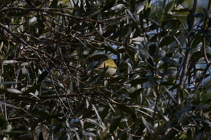 Luì verde  - Riccardo Errico