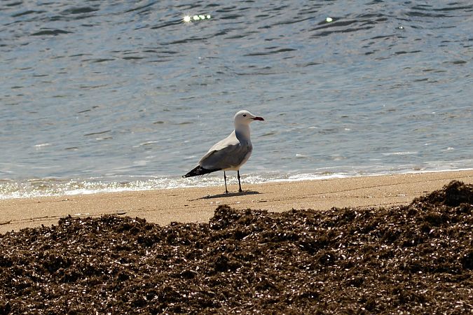 Gabbiano corso  - Riccardo Errico