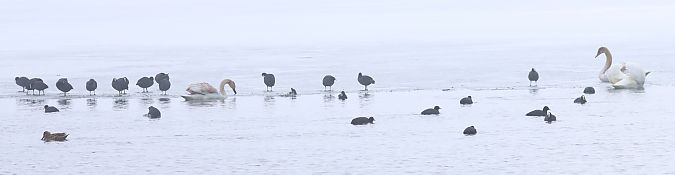 Cigno reale  - Christian Kofler