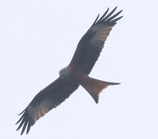 Nibbio reale  - Christian Kofler