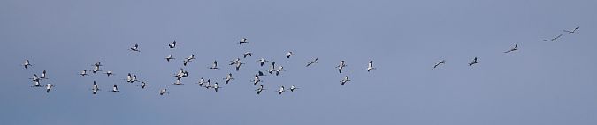 Gru  - Christian Kofler