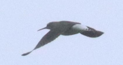 Limikole, unbestimmt  - Christian Kofler