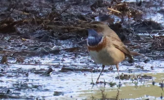 Pettazzurro occidentale  - Christian Kofler