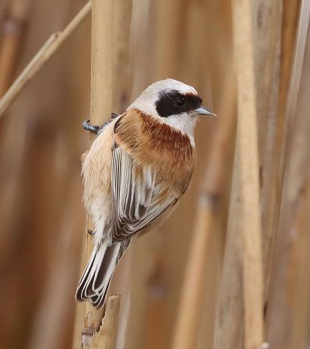 Pendolino  - Christian Kofler
