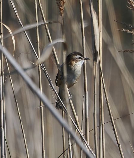 Forapaglie castagnolo  - Giovanni Gianelli
