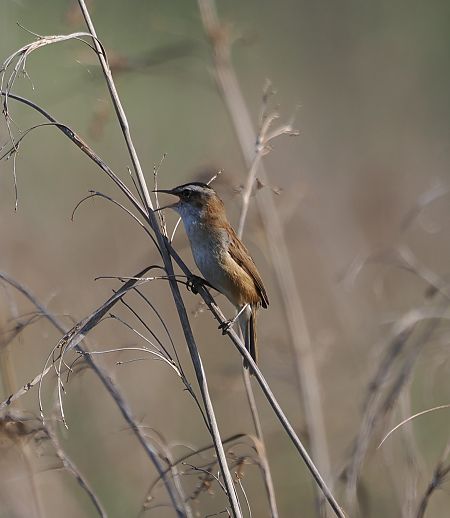 Forapaglie castagnolo  - Giovanni Gianelli