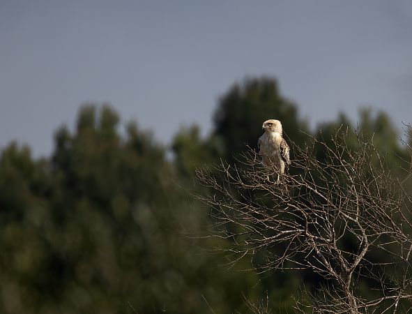Biancone  - Enrico Cortese