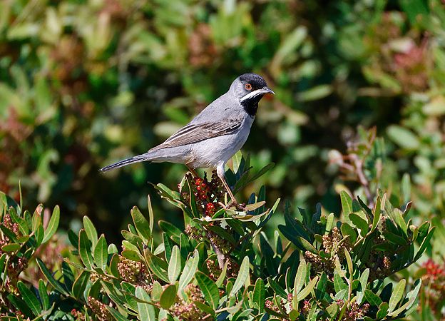 Bigia di Rüppell  - Enrico Cortese