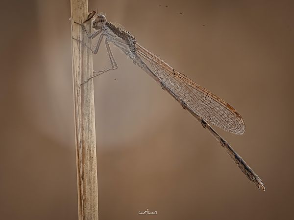 Sympecma fusca  - Barlotti Andrea