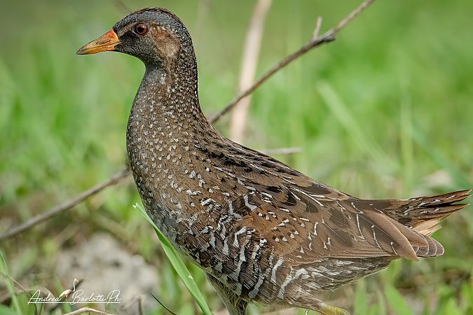 Voltolino  - Barlotti Andrea