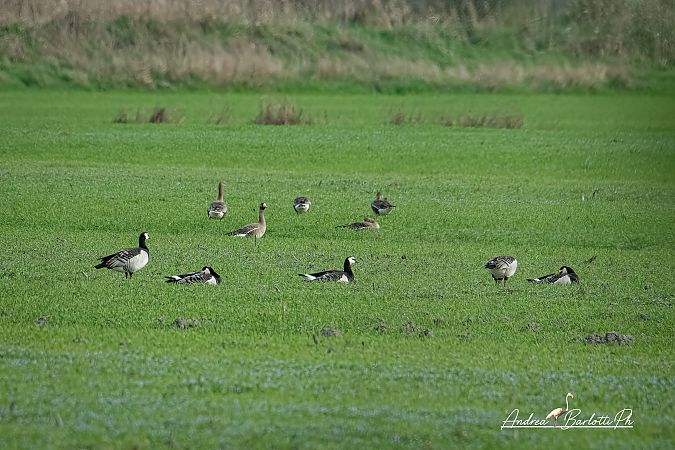 Oca facciabianca  - Barlotti Andrea
