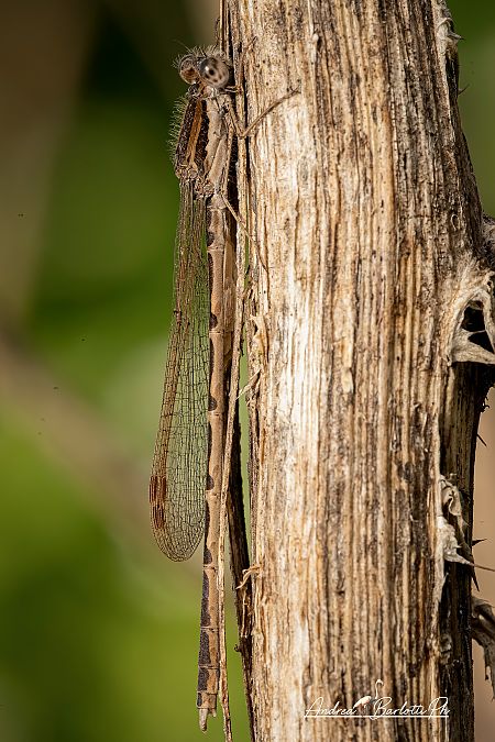 Sympecma fusca  - Barlotti Andrea
