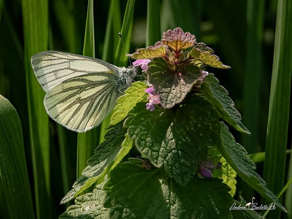 Piéride du navet  - Barlotti Andrea