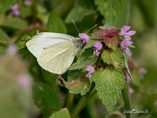 Pieris rapae  - Barlotti Andrea