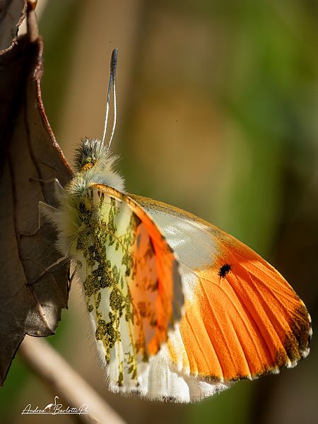 Anthocharis cardamines  - Barlotti Andrea