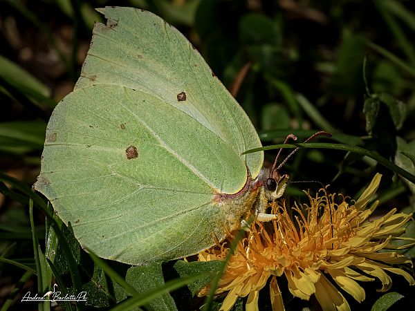 Gonepteryx rhamni  - Barlotti Andrea