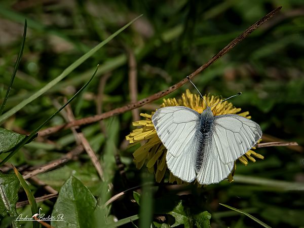 Pieris napi  - Barlotti Andrea