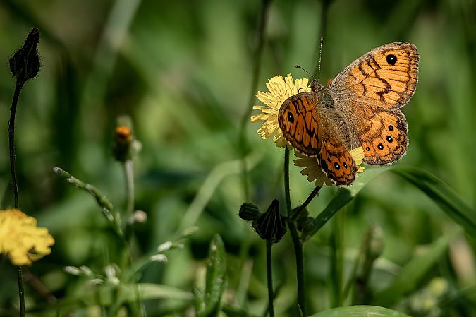 Lasiommata megera  - Barlotti Andrea