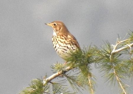 Singdrossel  - Tiziana Ciaghi