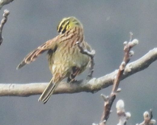 Zigolo nero  - Tiziana Ciaghi