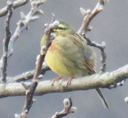 Cirl Bunting  - Tiziana Ciaghi