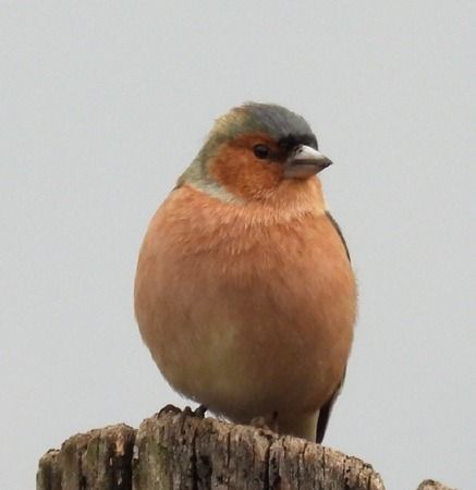 Fringuello  - Tiziana Ciaghi