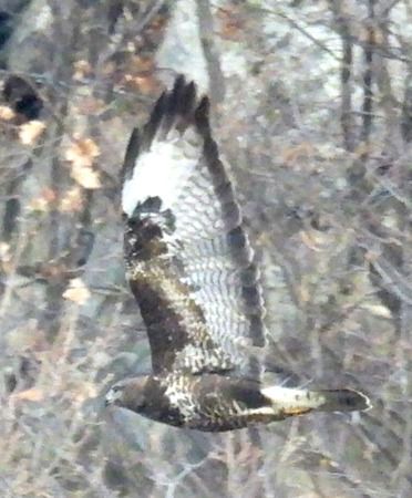 Poiana  - Tiziana Ciaghi