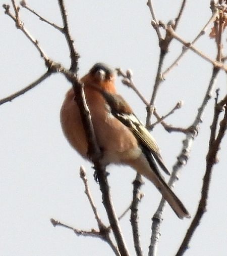 Fringuello  - Tiziana Ciaghi