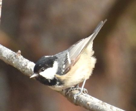 Cincia mora  - Tiziana Ciaghi