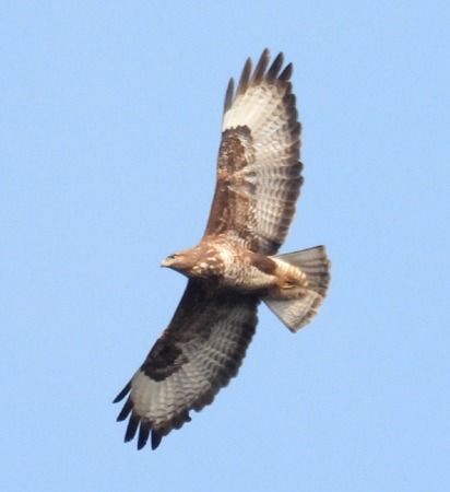 Poiana  - Tiziana Ciaghi