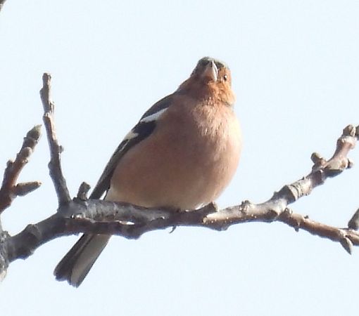 Fringuello  - Tiziana Ciaghi