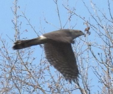 Astore  - Tiziana Ciaghi