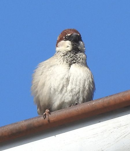 Passera d'Italia  - Tiziana Ciaghi