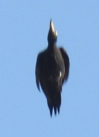 Picchio nero  - Tiziana Ciaghi