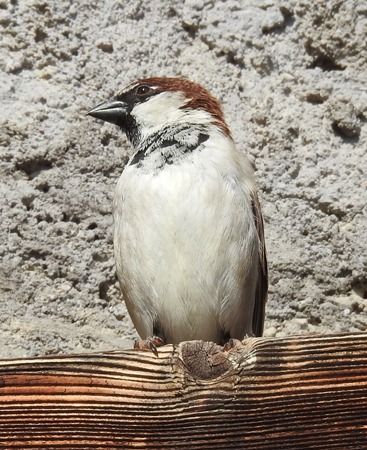 Passera d'Italia  - Tiziana Ciaghi