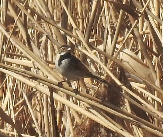 Migliarino di palude  - Tiziana Ciaghi