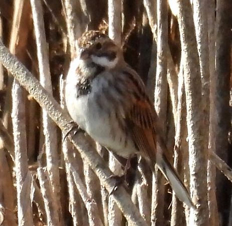 Migliarino di palude  - Tiziana Ciaghi
