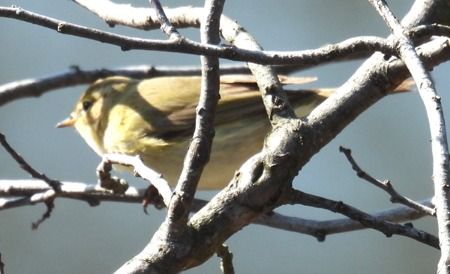Luì piccolo  - Tiziana Ciaghi