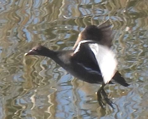Gallinella d'acqua  - Tiziana Ciaghi