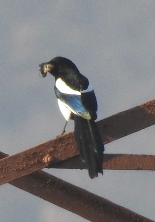 Gazza  - Tiziana Ciaghi