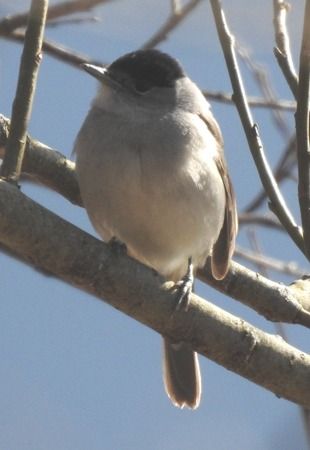 Capinera  - Tiziana Ciaghi