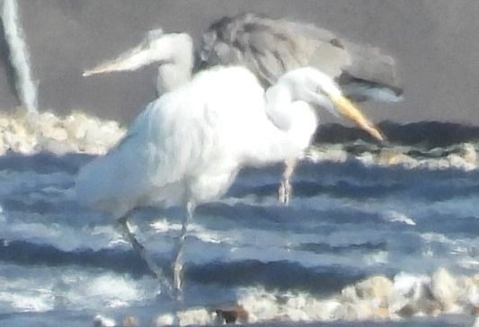 Airone bianco  - Tiziana Ciaghi