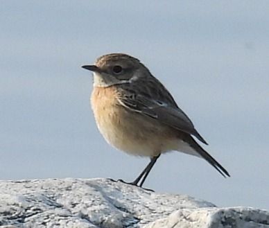 Saltimpalo comune  - Tiziana Ciaghi