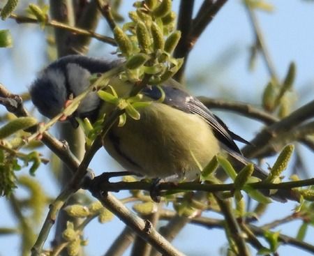 Cinciarella  - Tiziana Ciaghi