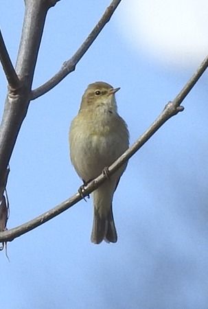 Luì piccolo  - Tiziana Ciaghi