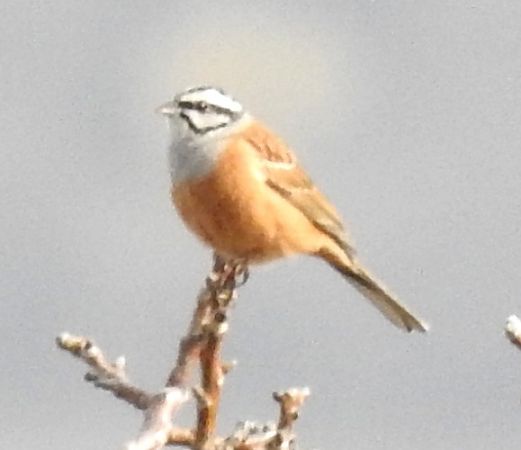 Zigolo muciatto  - Tiziana Ciaghi