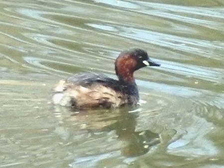 Tuffetto  - Tiziana Ciaghi