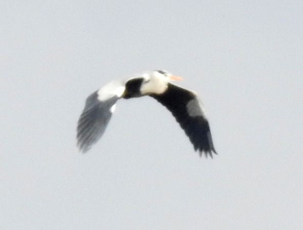 Airone cenerino  - Tiziana Ciaghi